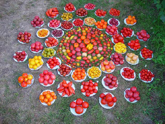 Un Montón de Diferentes Variedades de Tomates