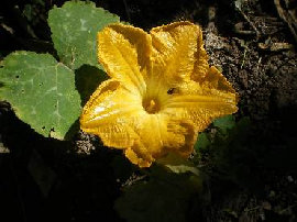 Flor de Calabacín con Insecto